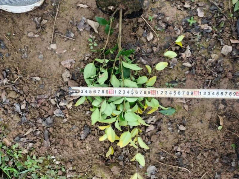 金森女贞，金森女贞大小杯苗，金森女贞裸根苗，金森种植基地