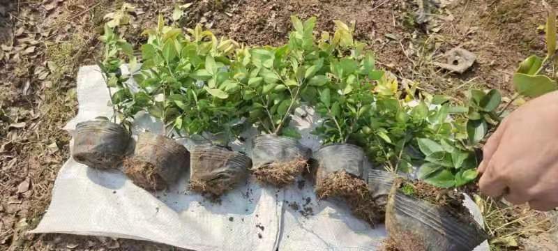 金森女贞，金森女贞大小杯苗，金森女贞裸根苗，金森种植基地