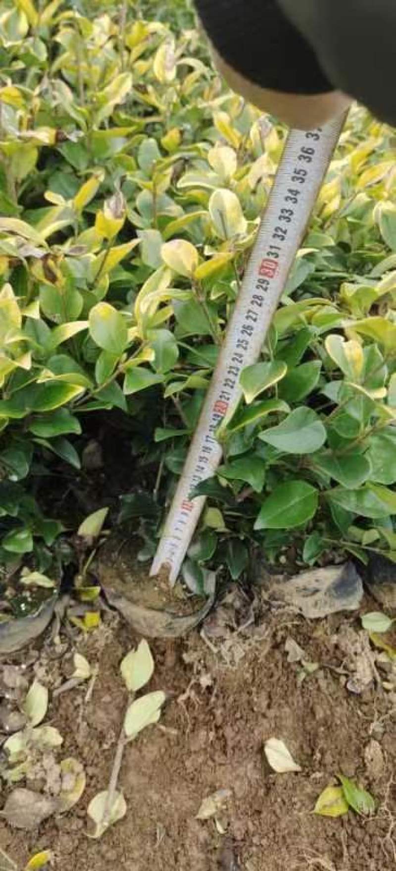 金森女贞，金森女贞大小杯苗，金森女贞裸根苗，金森种植基地