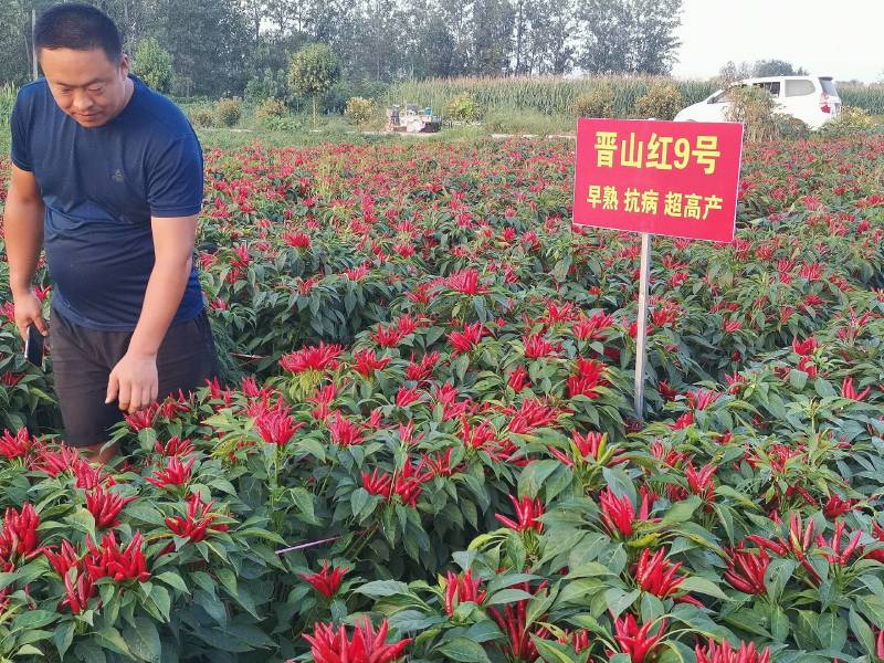 三樱椒辣椒苗/高辣829.816线椒基地培育，/可签合同