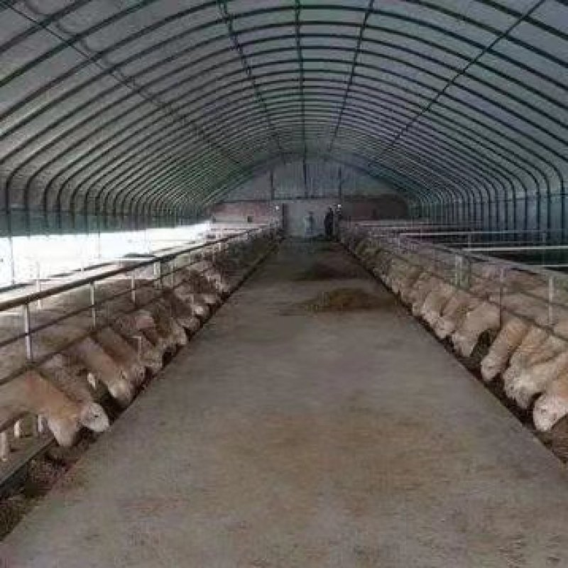 养羊基地寻求合作