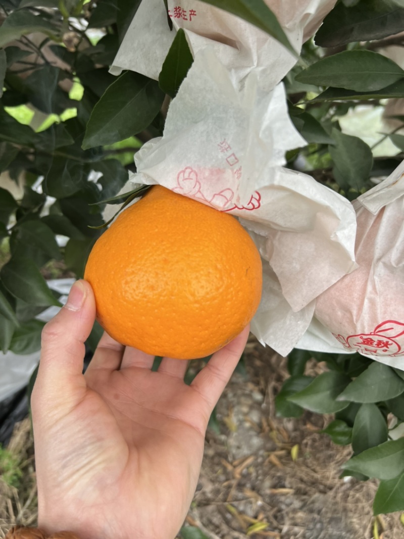 四川春见耙耙柑，新鲜水果柑橘，耙耙柑套带果