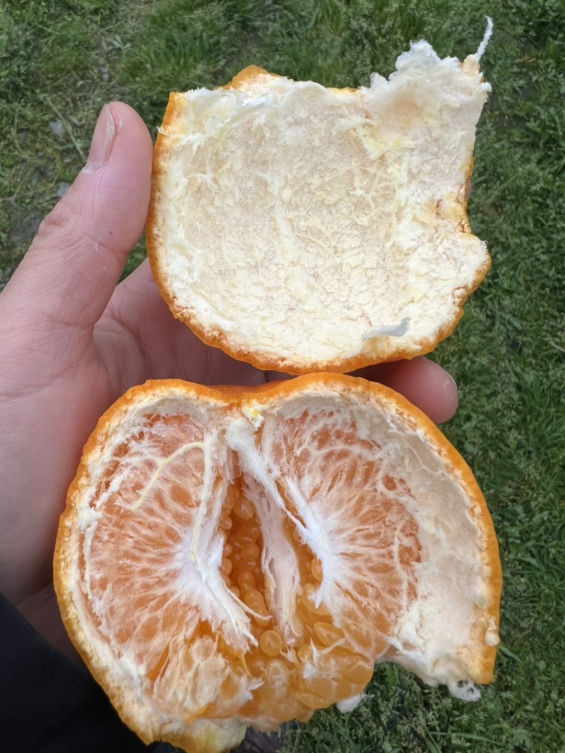 四川春见耙耙柑，新鲜水果柑橘，耙耙柑套带果