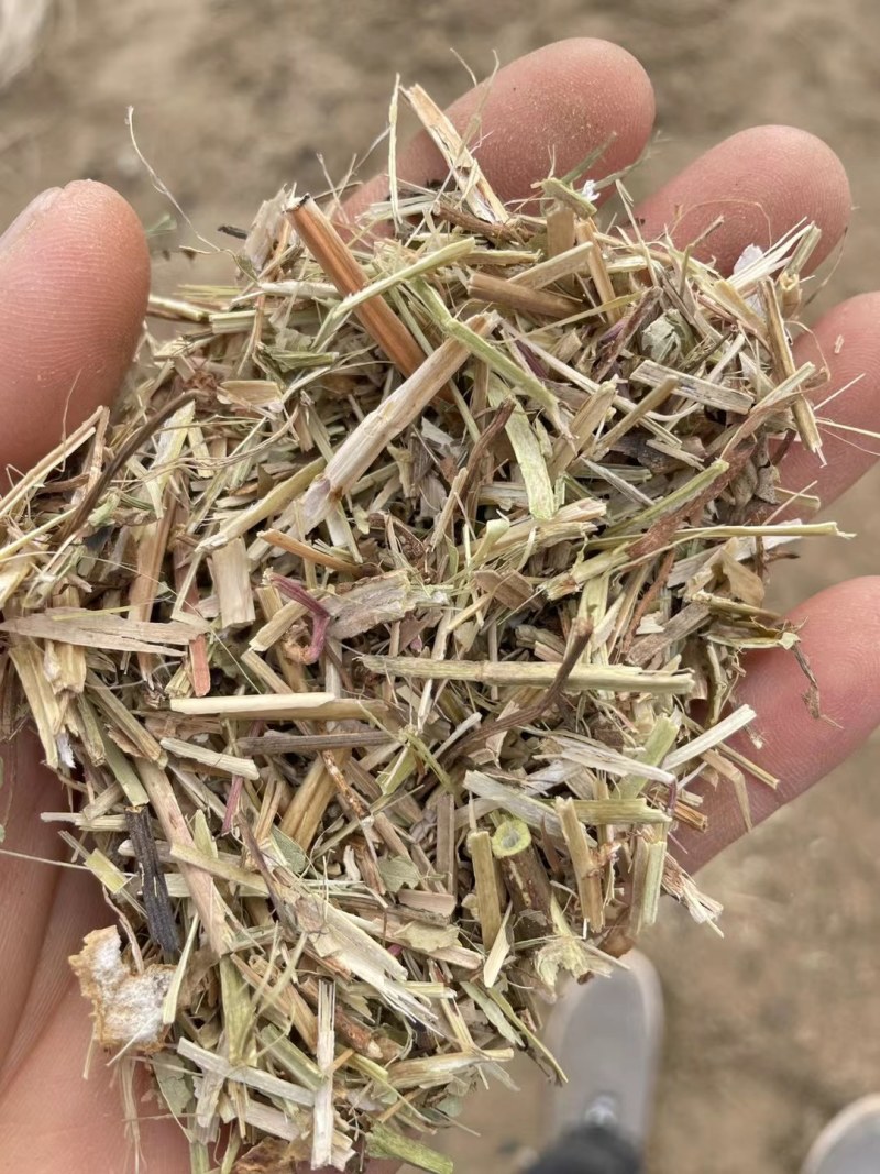 大名优质花生秧，