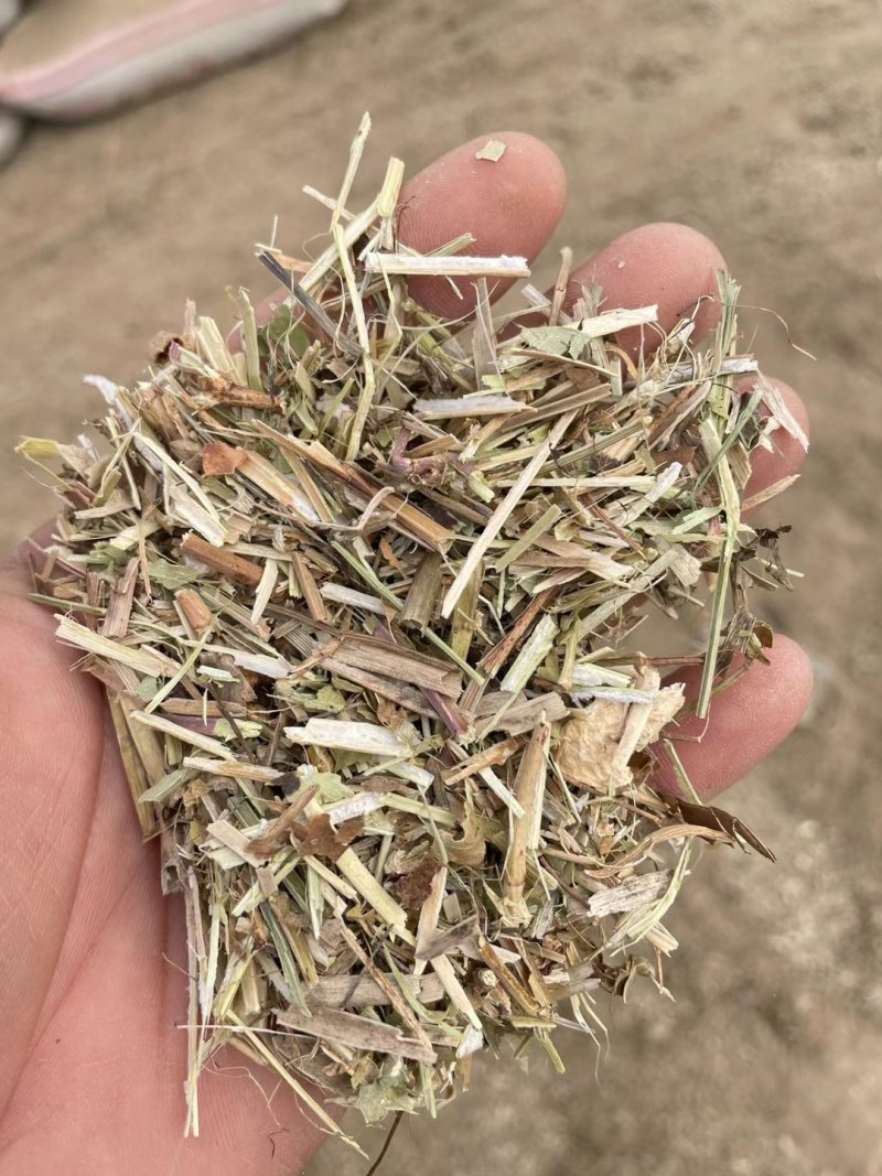 大名优质花生秧，
