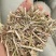 大名优质花生秧，