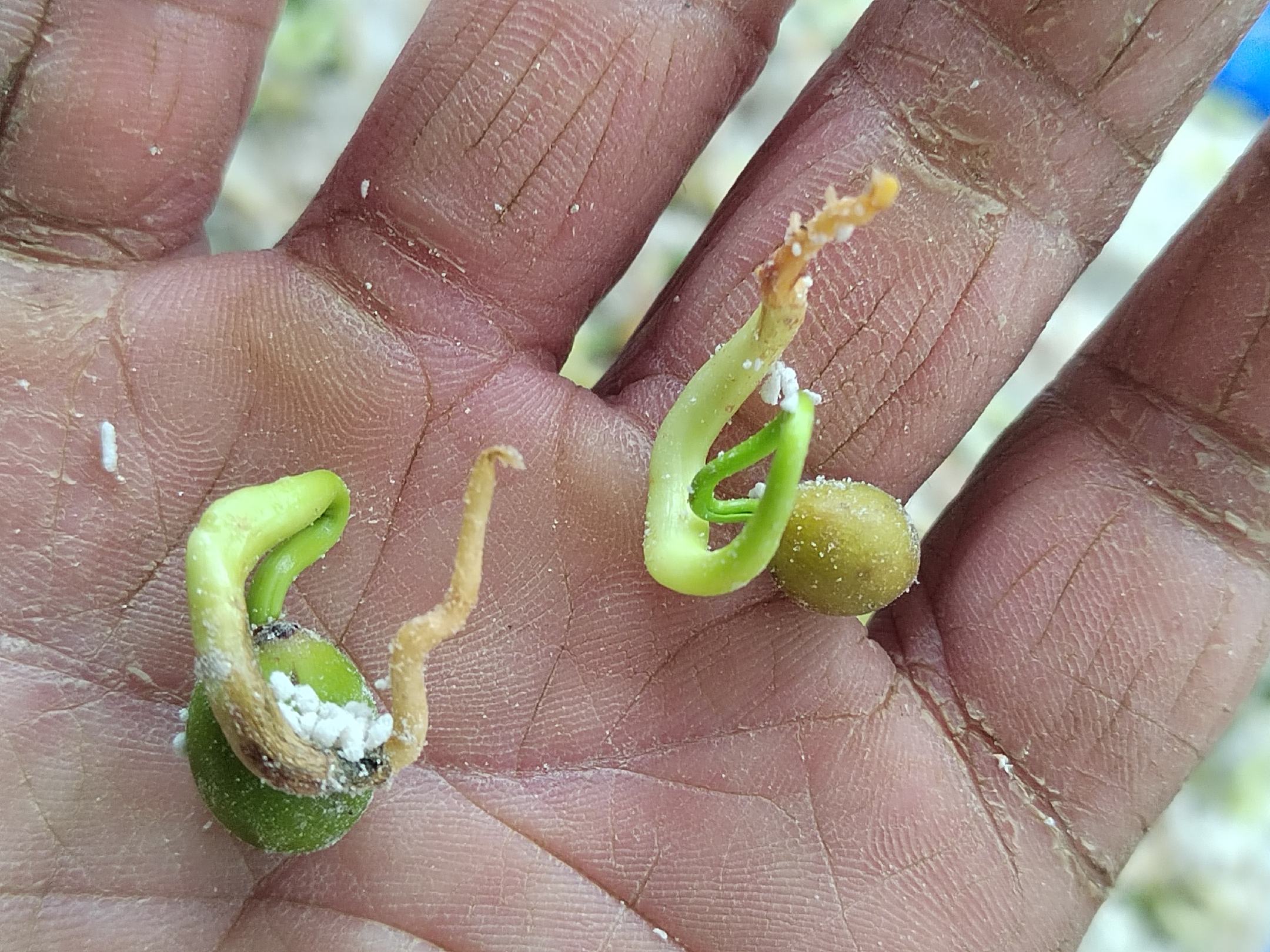 生菜种子催芽与播种示意图