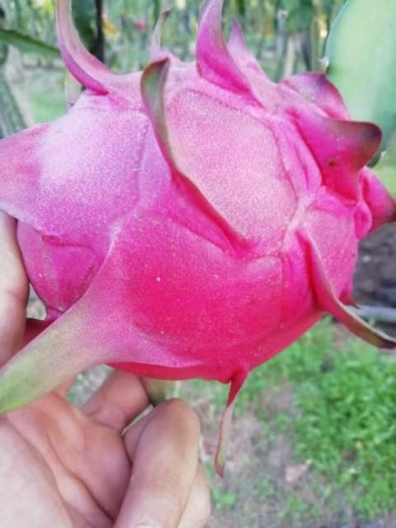 蜜玄龙火龙果苗