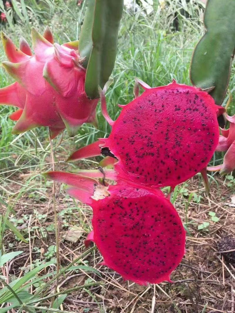 蜜玄龙火龙果苗