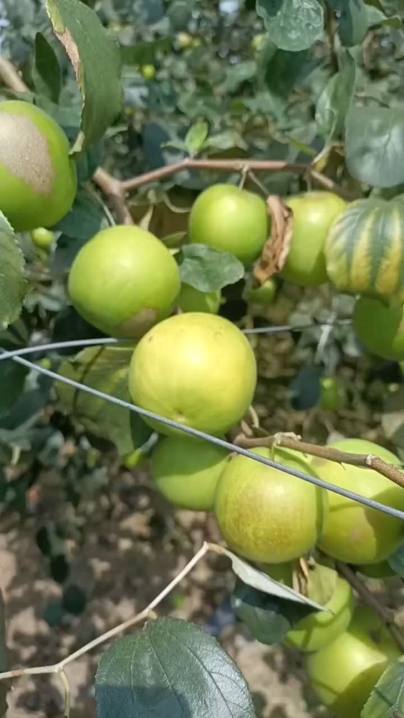云南西双版纳苹果枣大量上市，量大从优，囗感鲜甜多汁