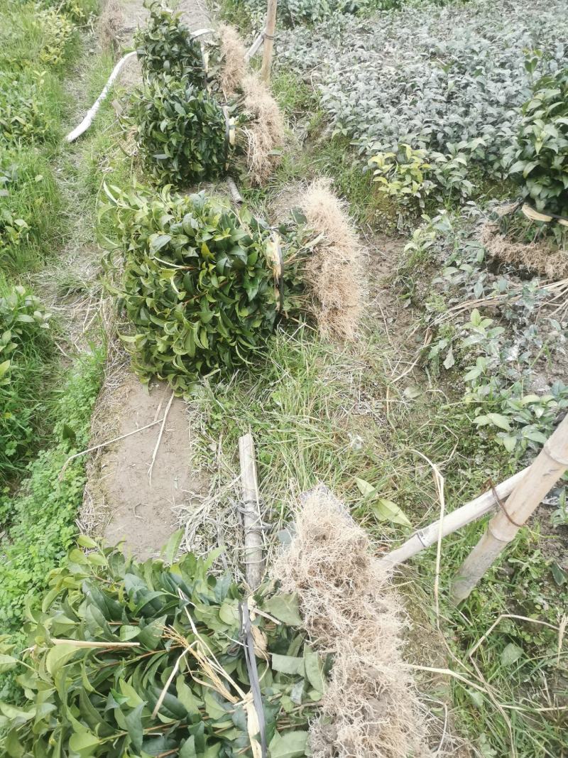 茶树苗福云6号茶叶苗