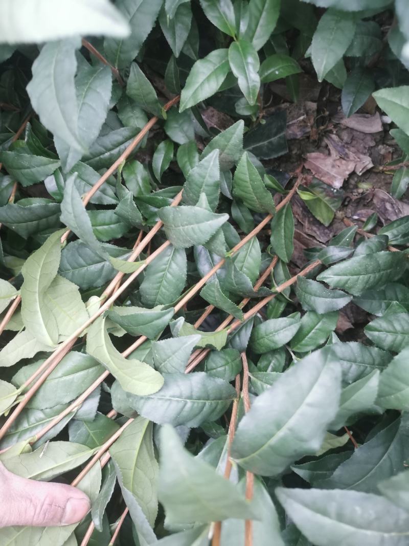 茶树苗福云6号茶叶苗
