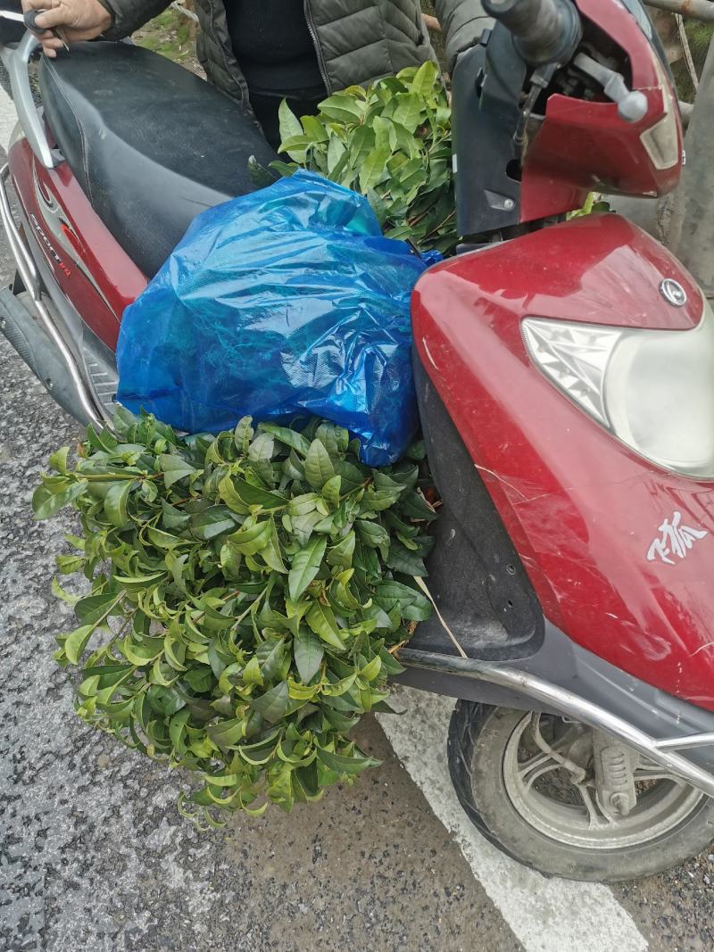 茶树苗福云6号茶叶苗