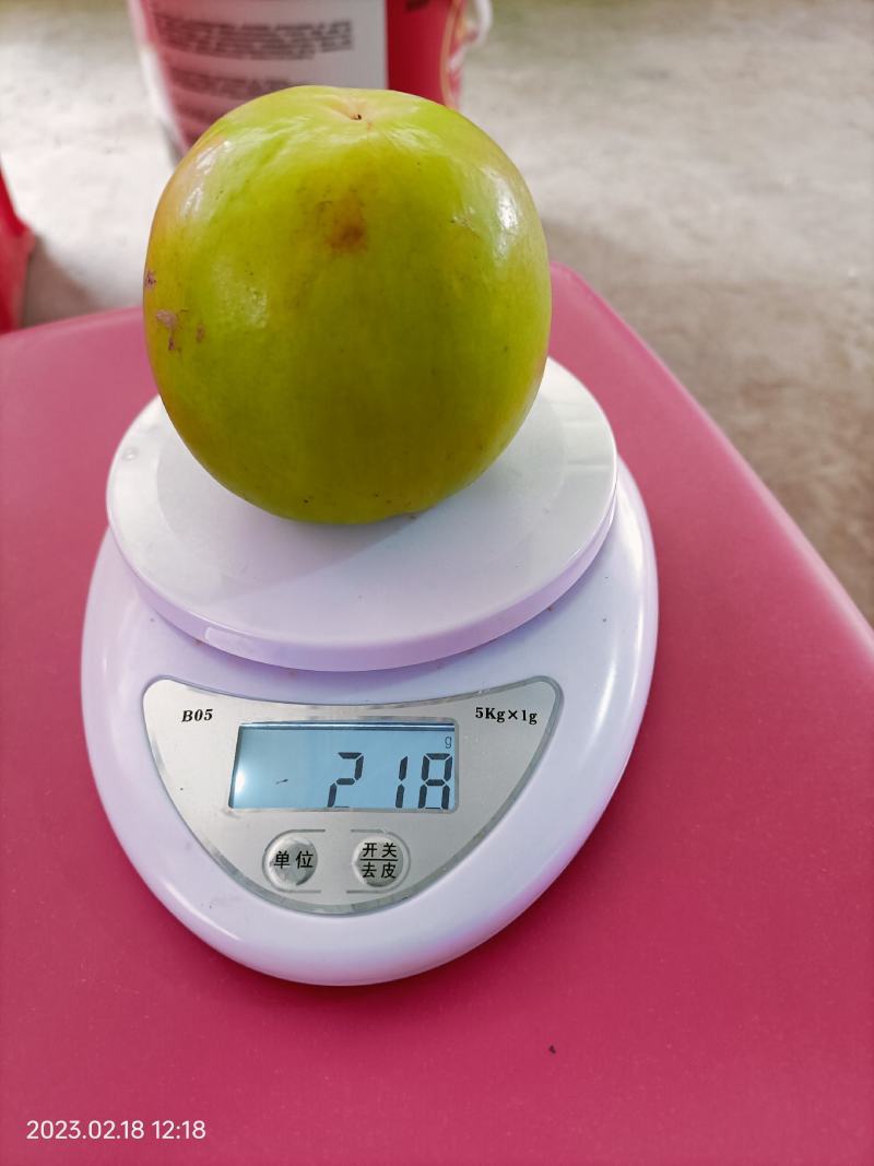 云南西双版纳苹果枣大量上市，量大从优，囗感鲜甜多汁