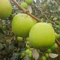 云南西双版纳苹果枣大量上市，量大从优，囗感鲜甜多汁