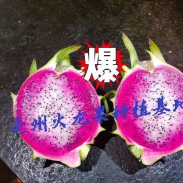 双色火龙果苗