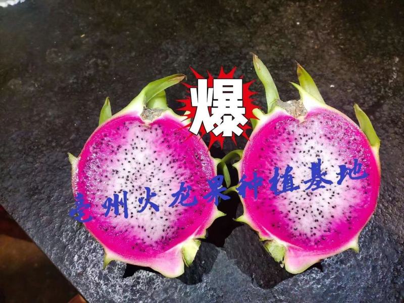 双色火龙果苗