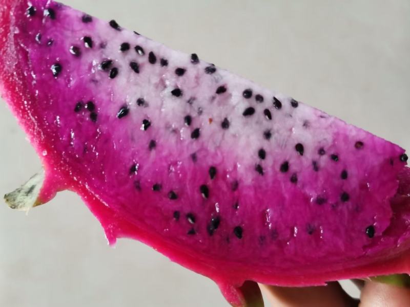 双色火龙果苗