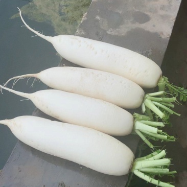 白萝卜