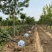 樱花树晚樱基地6公分8公分10公分12公分15公分现货