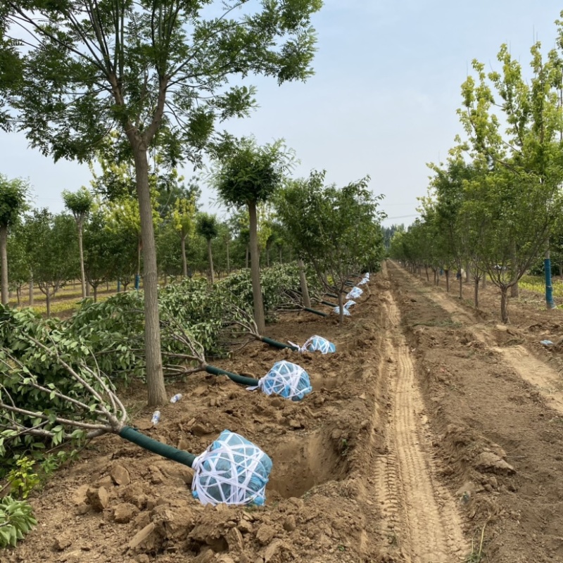 樱花树晚樱基地6公分8公分10公分12公分15公分现货