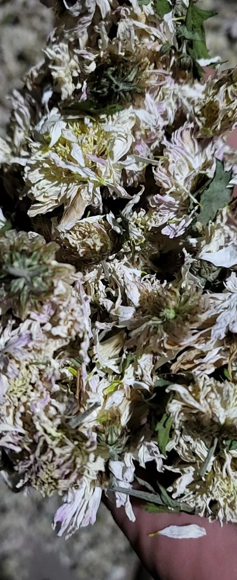 急售，急售，齐白菊，自然烘干机，烘干的，干净无杂质，大量