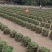 大量精品马尼拉供应