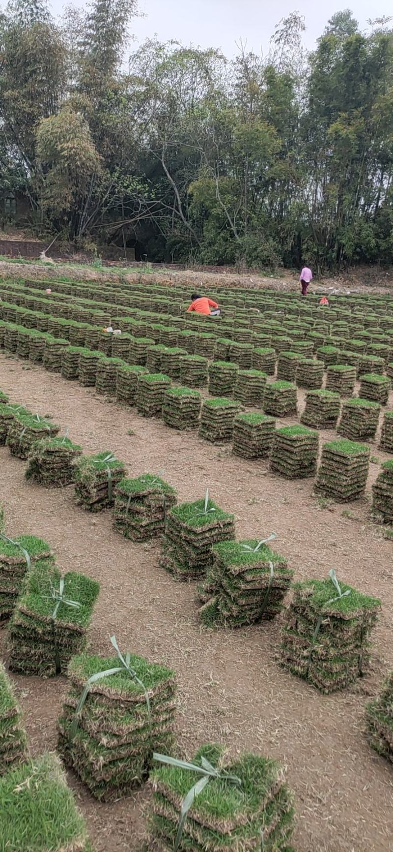 大量精品马尼拉供应