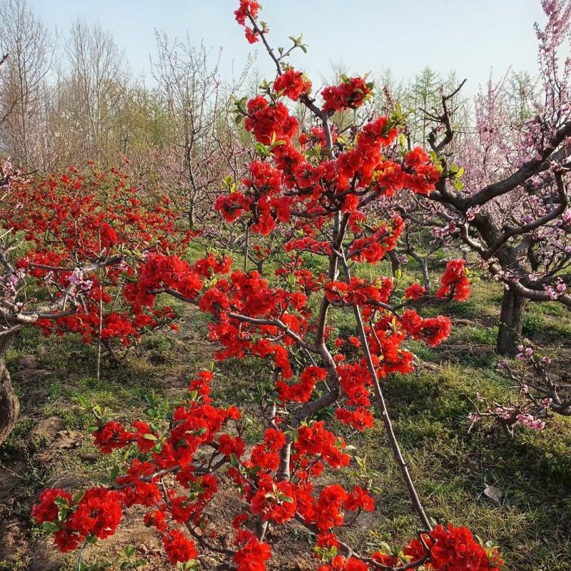 梅花/海棠景观庭院精品