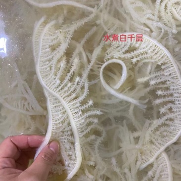 水煮白千层毛肚，火锅自助餐经典菜品，丝丝爽滑，细腻美味