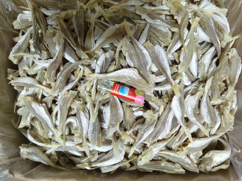 深海白姑鱼，鱼身白干净肉质好淡香咸淡适中