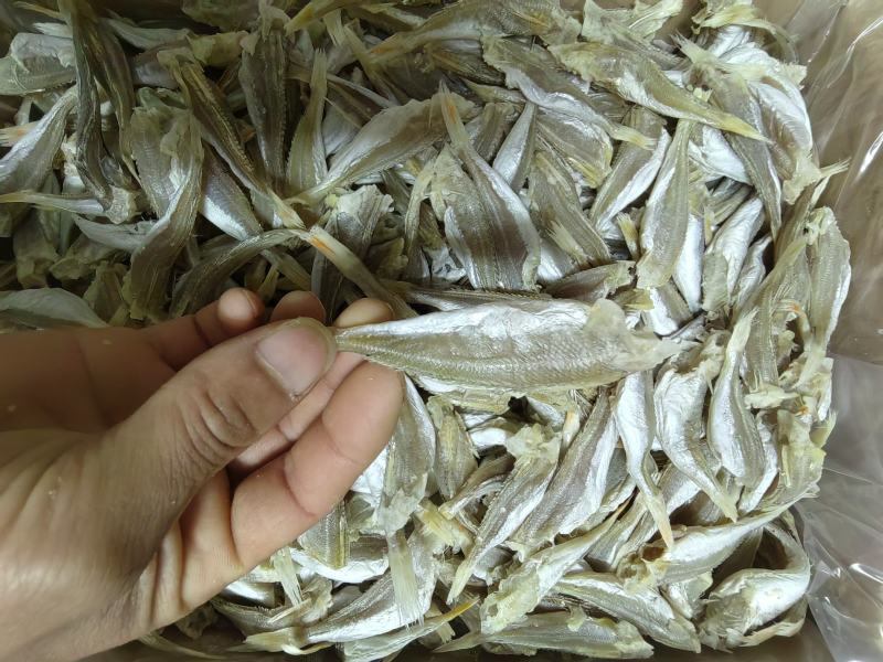 深海白姑鱼，鱼身白干净肉质好淡香咸淡适中