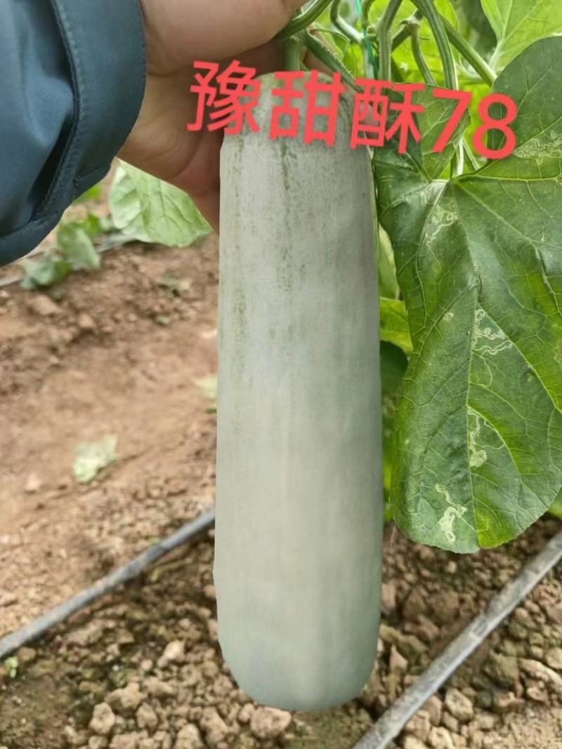 豫甜酥78甜瓜种子早熟肉质酥脆果肉绿色橙红瓤18糖