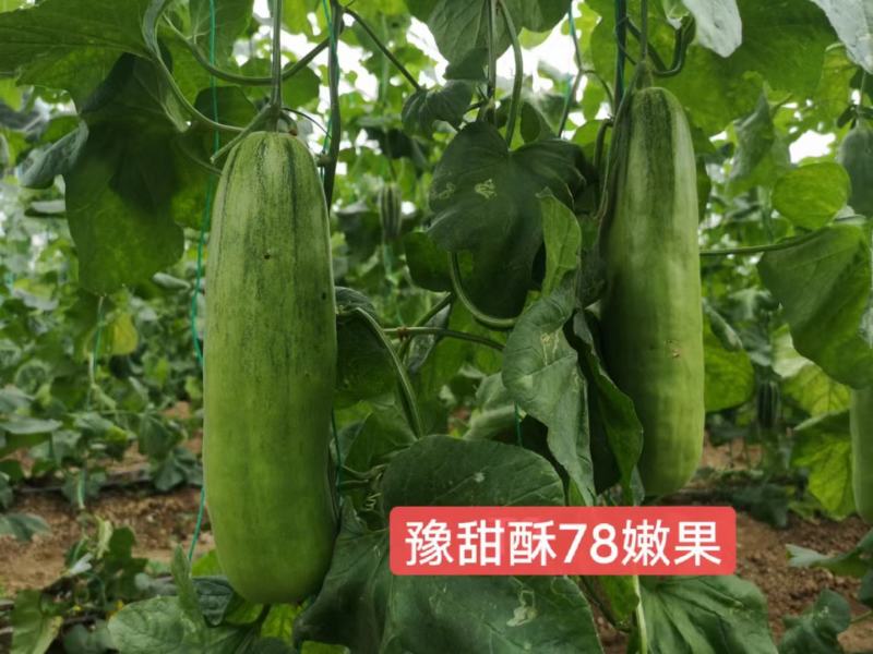 豫甜酥78甜瓜种子早熟肉质酥脆果肉绿色橙红瓤18糖