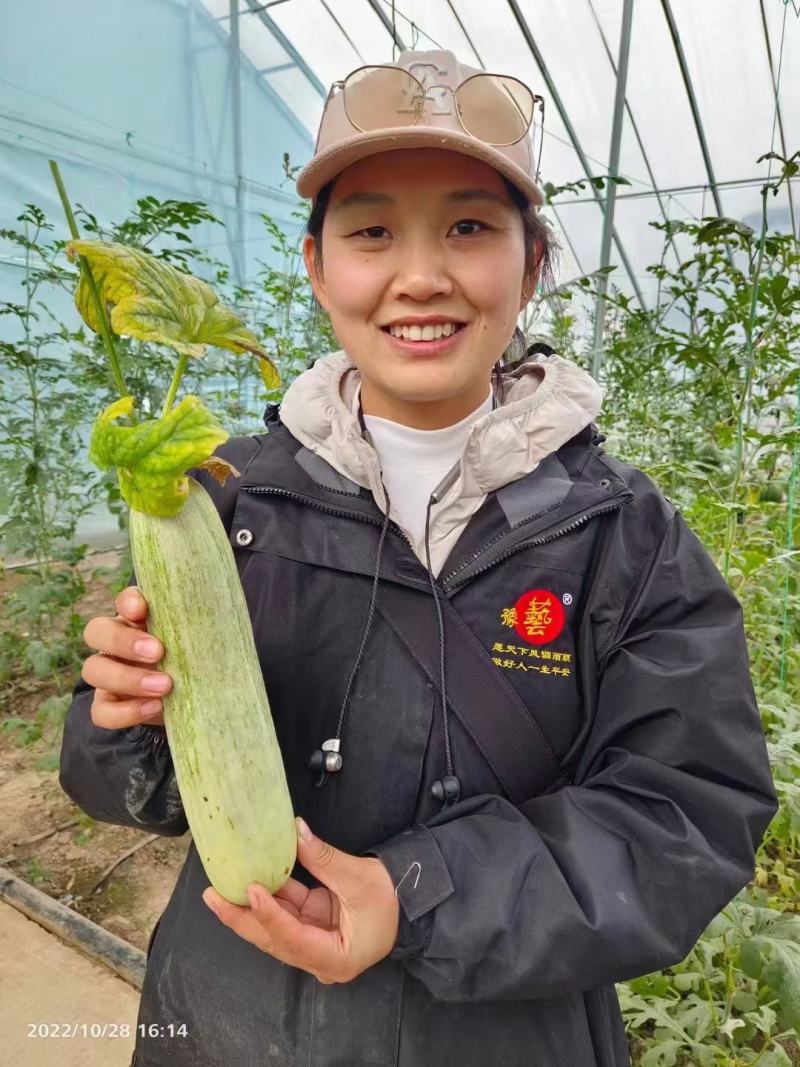 豫甜酥78甜瓜种子早熟肉质酥脆果肉绿色橙红瓤18糖