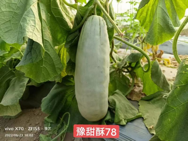 豫甜酥78甜瓜种子早熟肉质酥脆果肉绿色橙红瓤18糖