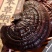 冻干灵芝品质上乘规格齐全价格实惠欢迎咨询联系