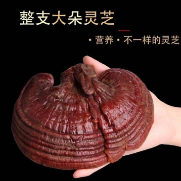 冻干灵芝品质上乘规格齐全价格实惠欢迎咨询联系