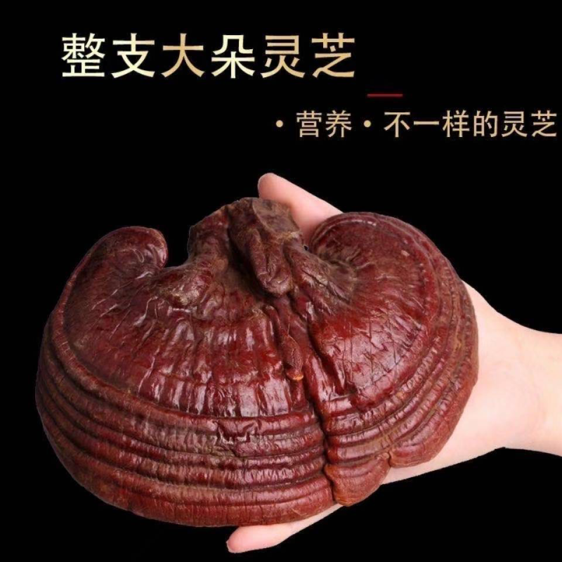 冻干灵芝品质上乘规格齐全价格实惠欢迎咨询联系