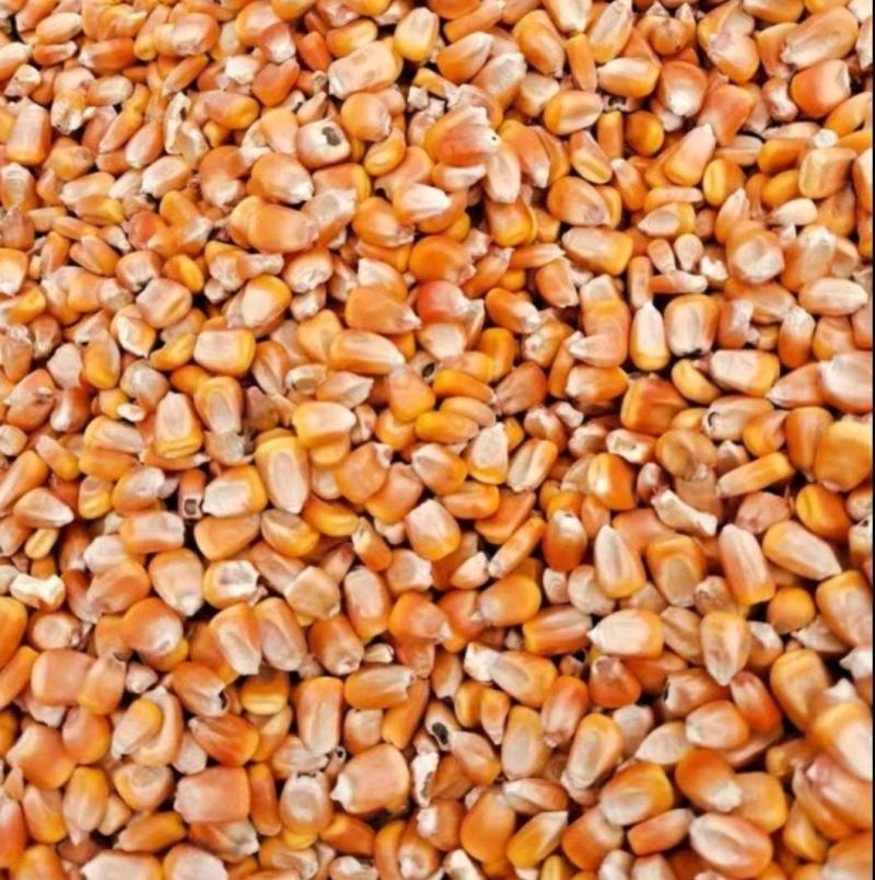 大量供应，玉米粒饲料玉米东北玉米玉米厂家