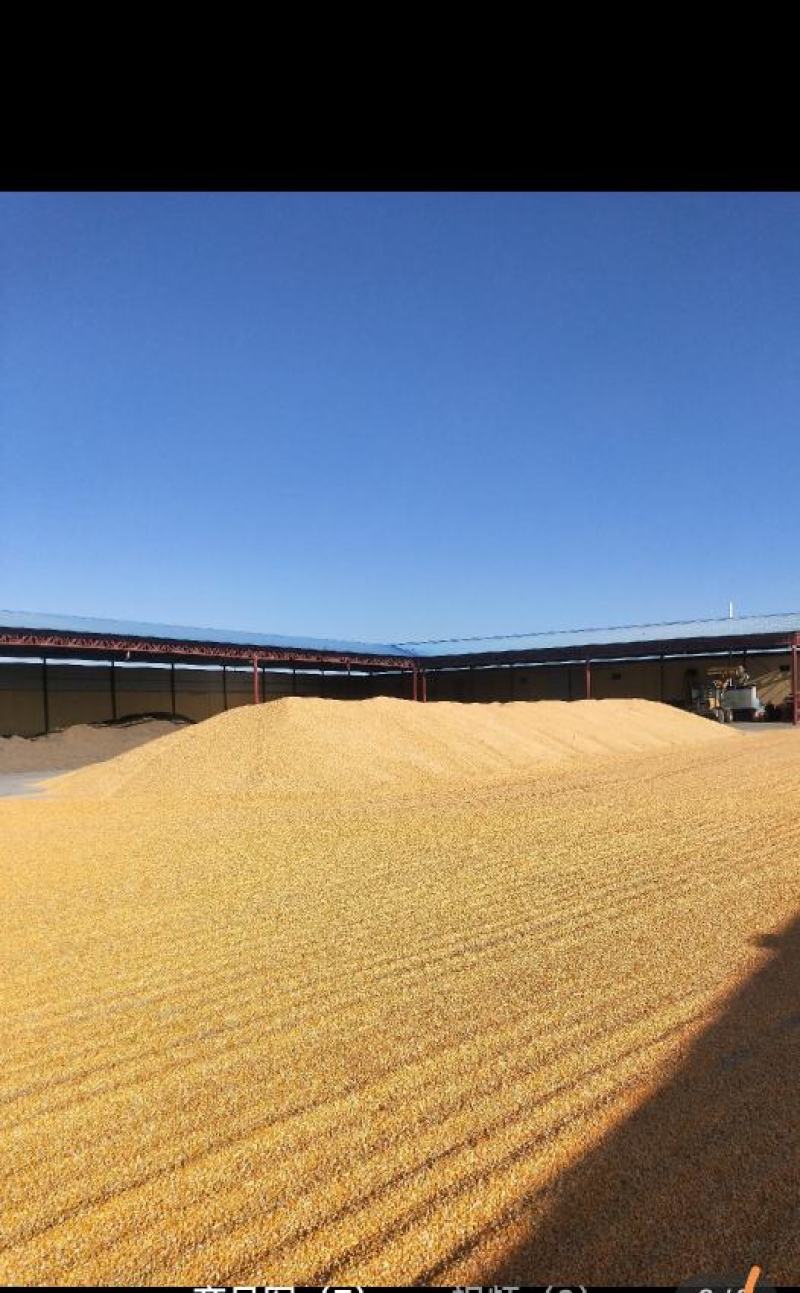 大量供应，玉米粒饲料玉米东北玉米玉米厂家