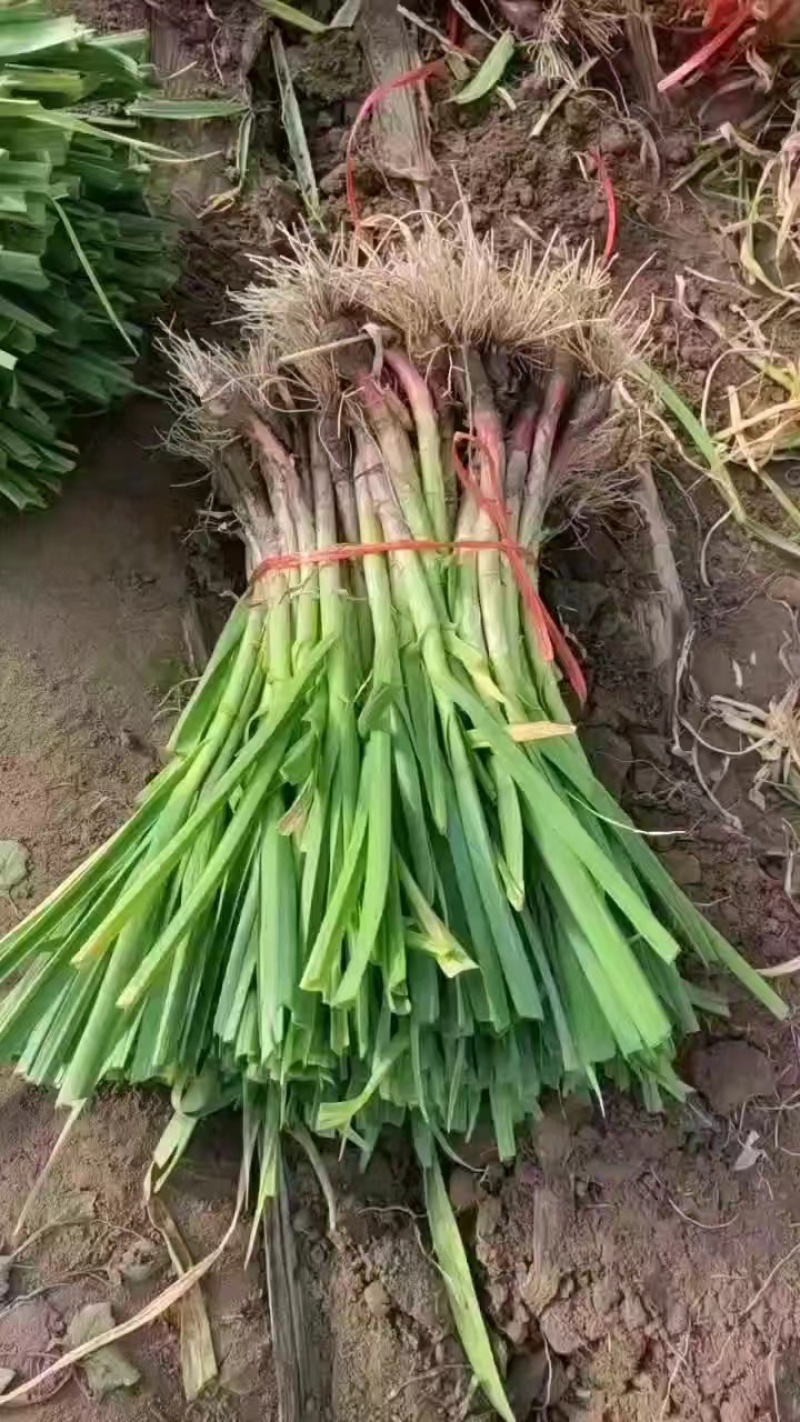 精品红根蒜苗，保质保量，大量供应，诚信经营