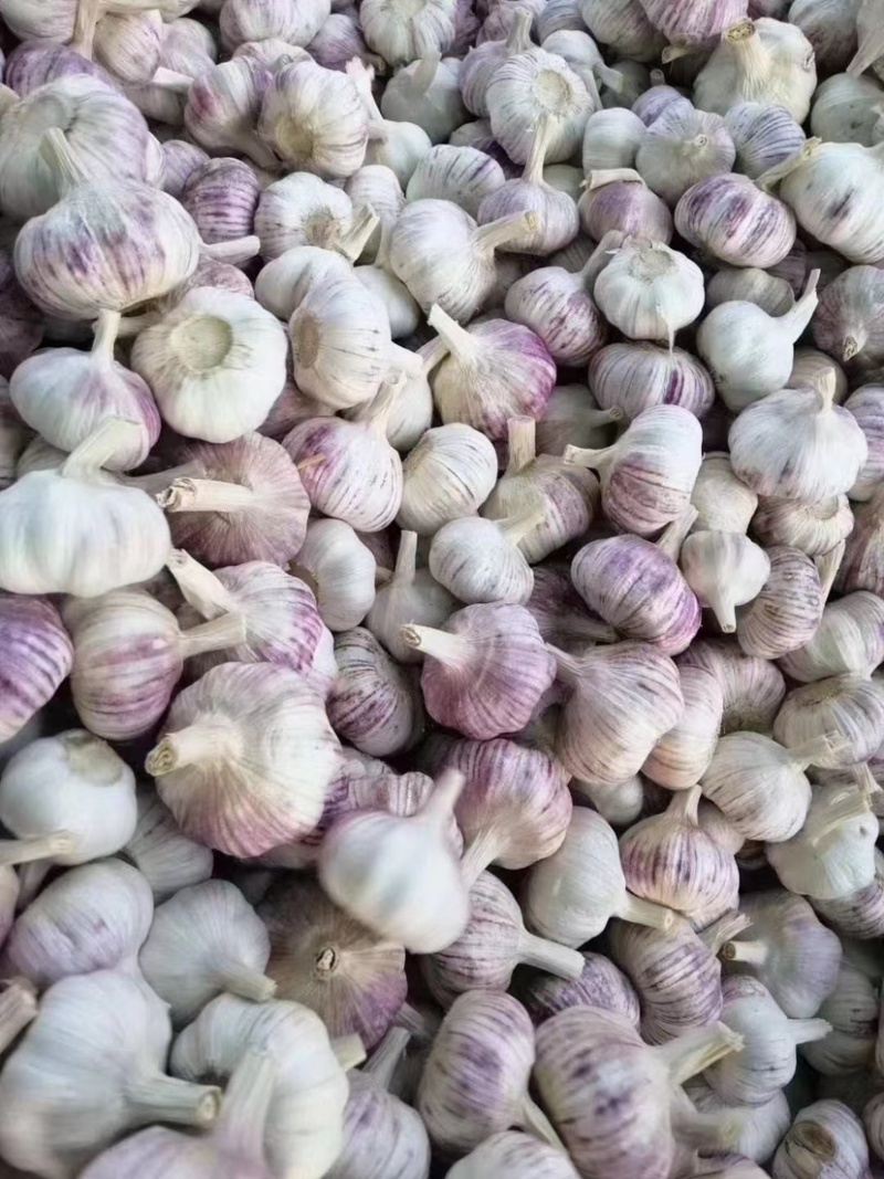 中牟杂交大蒜，蒜米料，4.5~60cm干蒜，大量供应