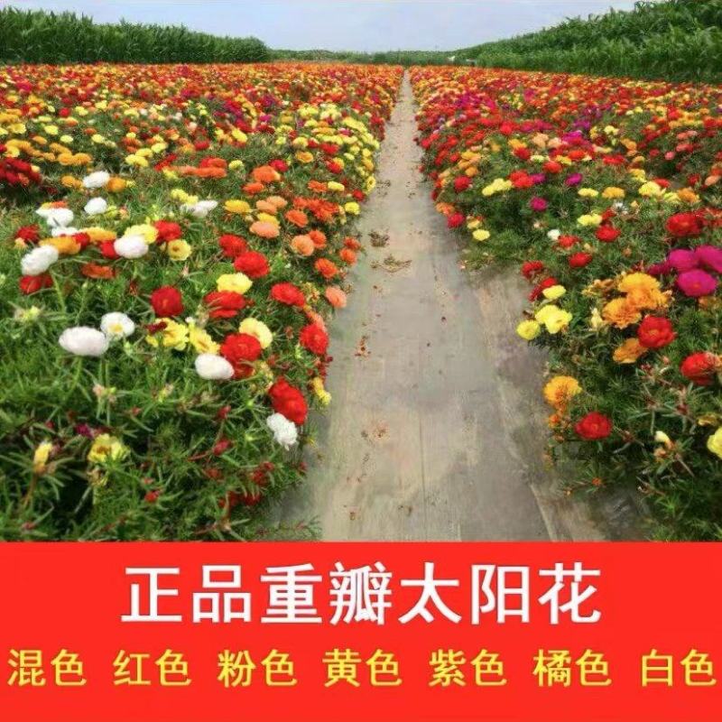 重瓣太阳花种子四季开花七彩懒人好打理的四季开花种子室内外