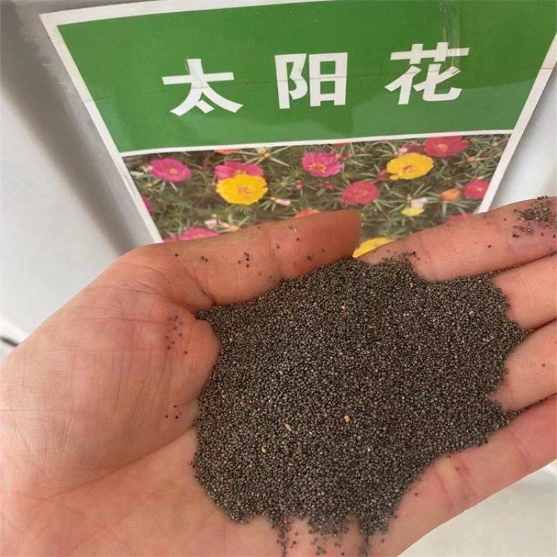重瓣太阳花种子四季开花七彩懒人好打理的四季开花种子室内外