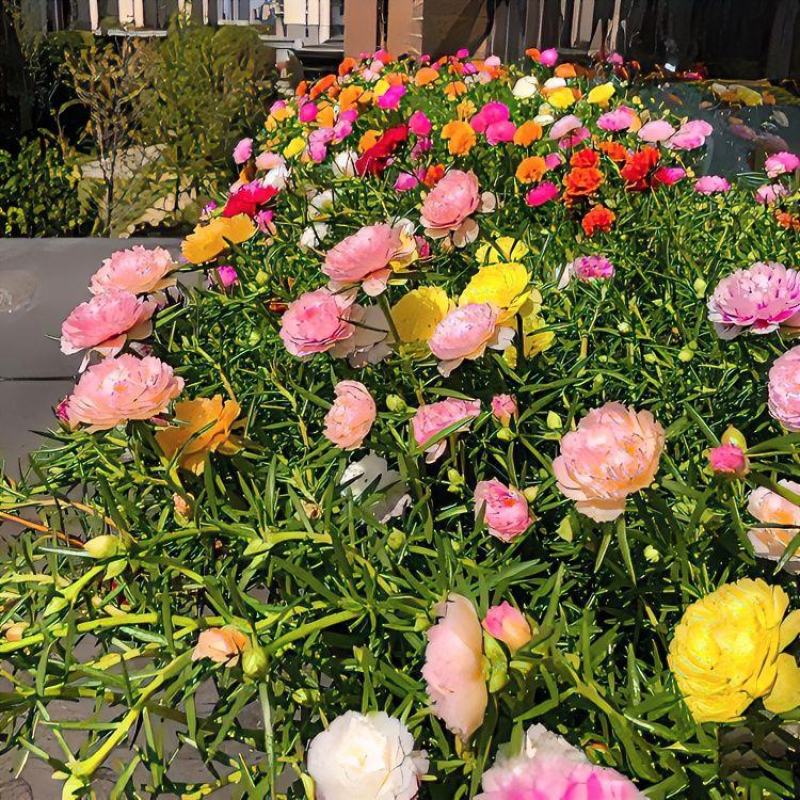 重瓣太阳花种子四季开花七彩懒人好打理的四季开花种子室内外
