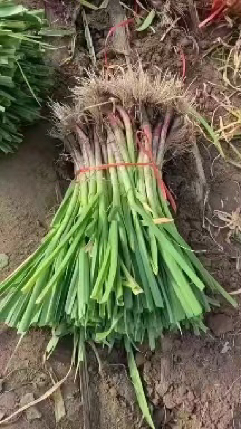 精品红根蒜苗，郑州中牟产地，大量供应欢迎