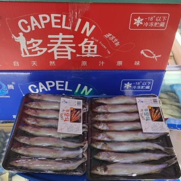 冰岛原料多春鱼母体全规格粒粒饱满