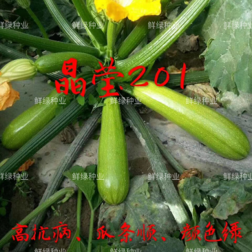 晶莹201杂交西葫芦、高抗病、耐热、翠绿油亮、丰产性好