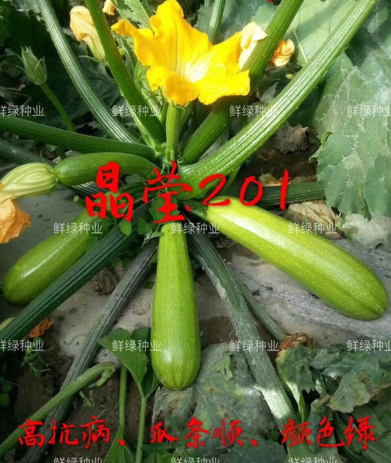 晶莹201杂交西葫芦、高抗病、耐热、翠绿油亮、丰产性好